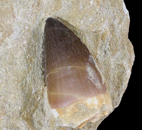 Mosasaur (Prognathodon) Tooth In Matrix #24351